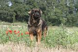 LEONBERG 012